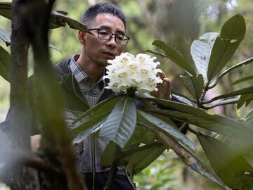 央媒看四川丨都江堰：人工培育29年的珍贵高山杜鹃首次开花