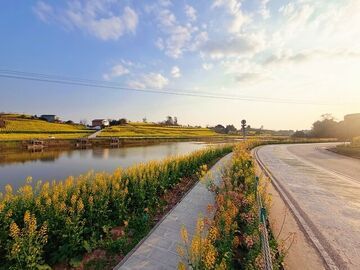 我的乡村超安逸丨自贡大安区：“五朵金花+” 再出圈，赏花经济擦亮乡村振兴成色