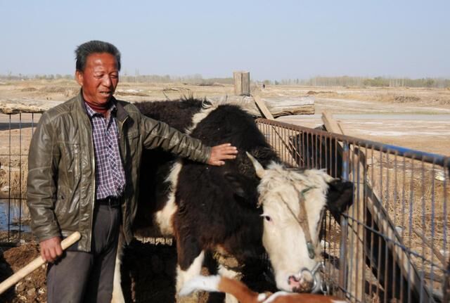 临河区乌兰图克镇前进村脱贫户袁跃平正在喂牛。新华社记者李云平摄