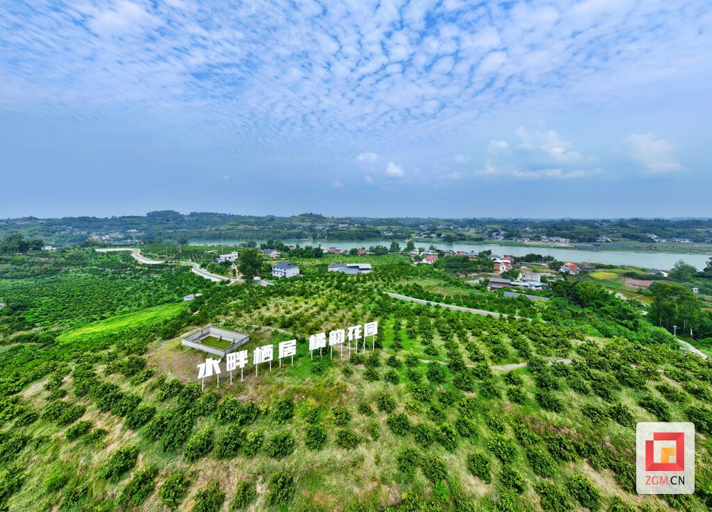 5、苗仙湖省級(jí)五星級(jí)柑橘農(nóng)業(yè)園區(qū)是花園村重點(diǎn)打造的農(nóng)產(chǎn)品特色產(chǎn)業(yè)，柑橘樹已成為當(dāng)?shù)卮迕竦摹皳u錢樹”。（自貢融媒記者 芶思攝）.jpg