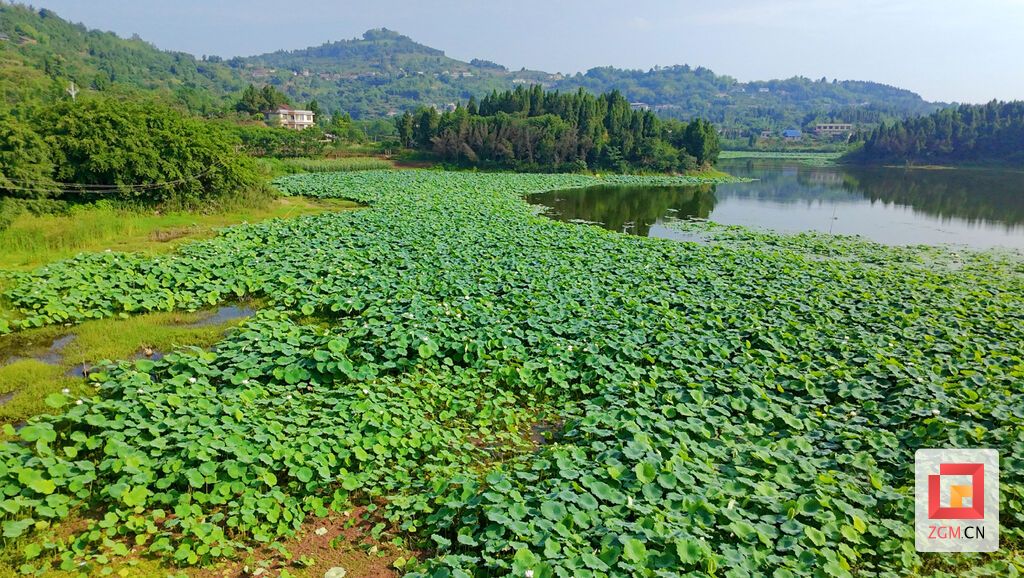 富顺县兜山镇九龙湖风景如画 记者罗祥瑞 摄.jpg