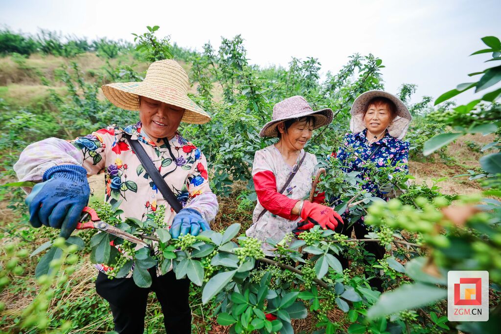 精细管理枝头,为成熟上市做好准备。宋姿熠摄.jpg