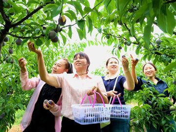【自贡果蔬派】果香满山村 尝鲜正当时 荣县白石铺村脆李迎来采摘高峰