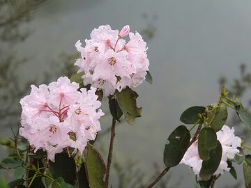 古蔺：雨后睡莲叶杜鹃竞相绽放 生态保护绘就生物多样性新图景