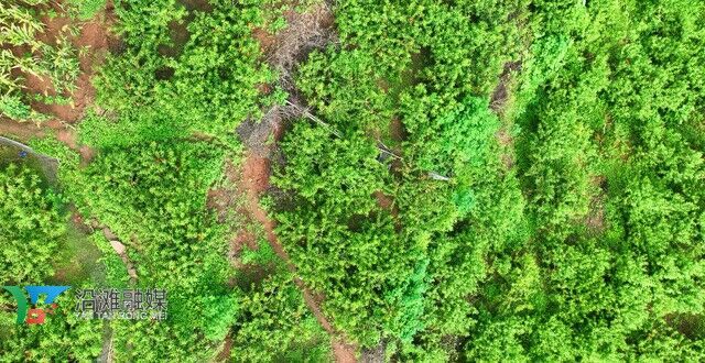 DJI_0082_副本.jpg