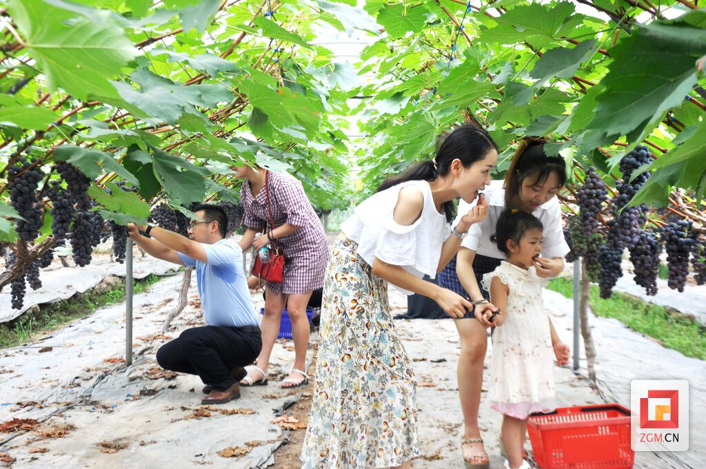 今年夏季的水果采摘活动，让市民充分体验着田园乐趣。