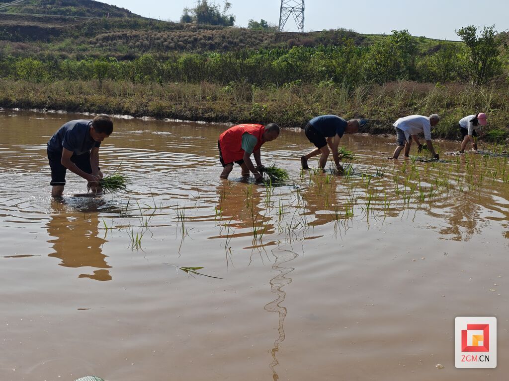 谷雨时节插秧忙 曾鹏程摄.jpg