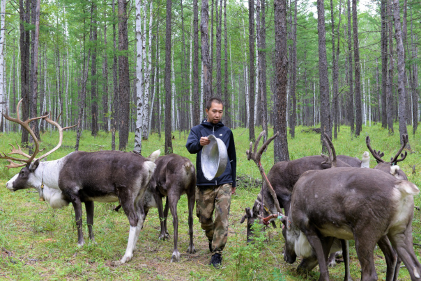 在内蒙古北部的根河，古木森用苔藓喂养驯鹿。（中国日报网 赵诗悦/摄）