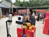 度佳柑橘批量上市