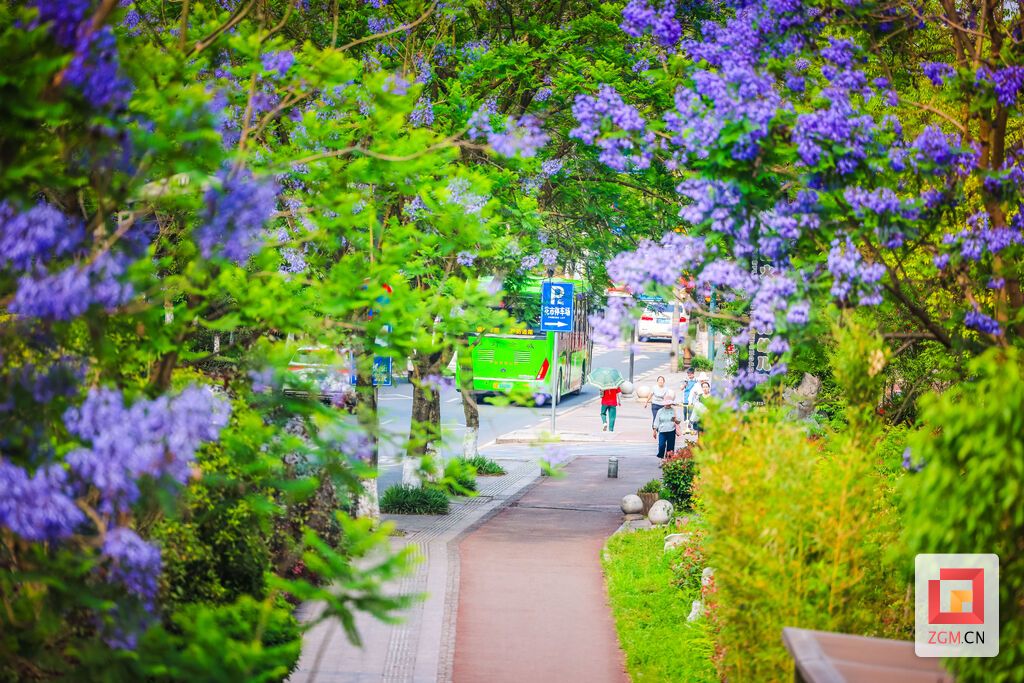 花影摇曳，把城市的日常染成紫色浪漫。记者 宋姿熠 摄.jpg