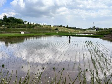 看看谁是水稻“三好生”？ 童寺镇“博士田”里水稻新品种“大比武” 