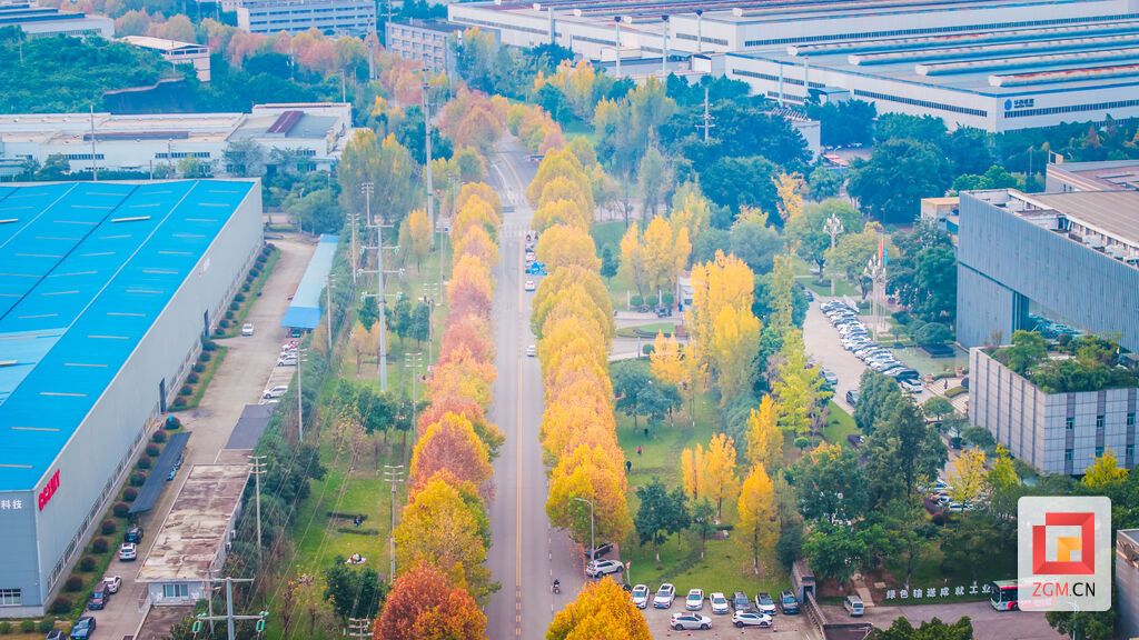 黄绿相间的叶片如同打翻的调色盘，在枝头交织出斑斓画卷 记者 宋姿熠 .jpg