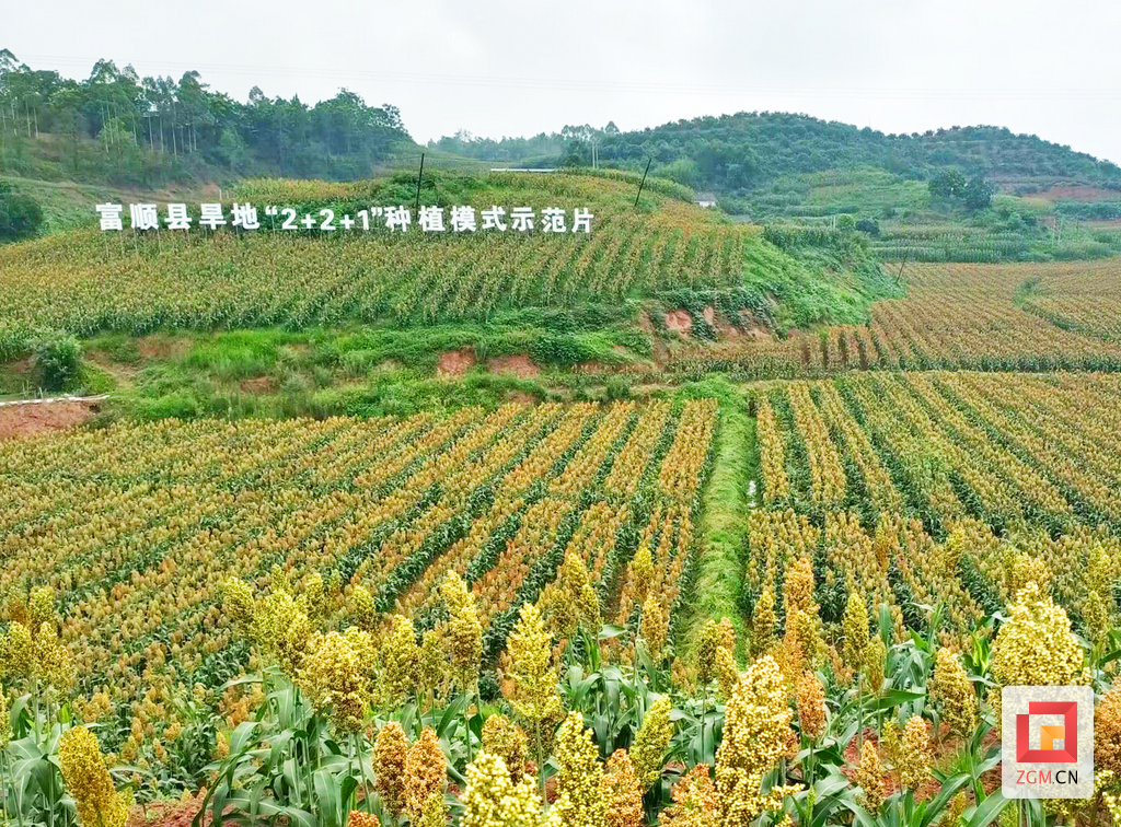 富顺县旱地“2+2+1”种植模式示范片.png