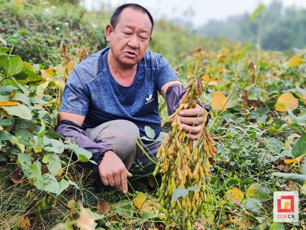 洞上村的大豆已然成熟.jpg