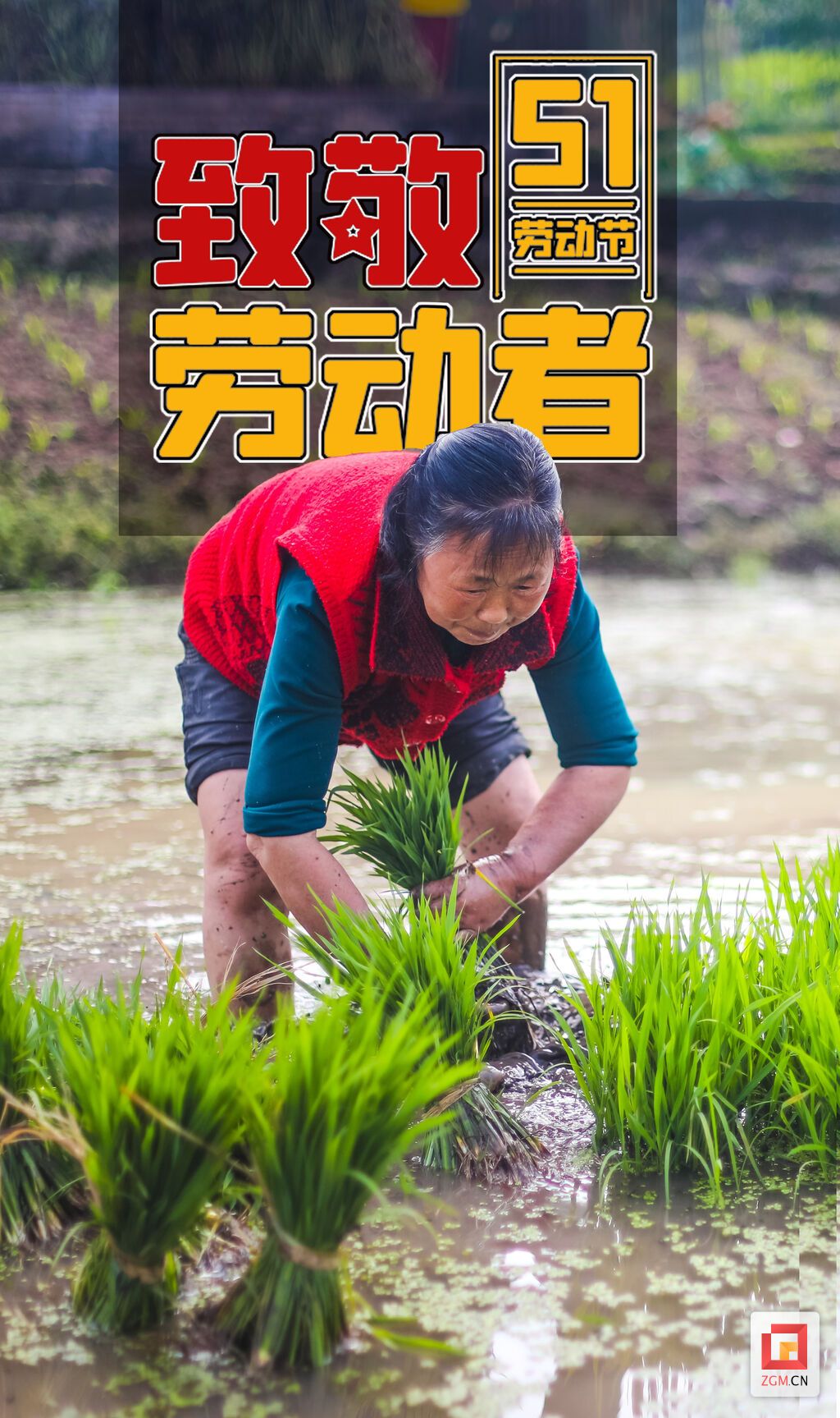 春耕忙，勤劳的农民在稻田里插下了第一抹新绿。