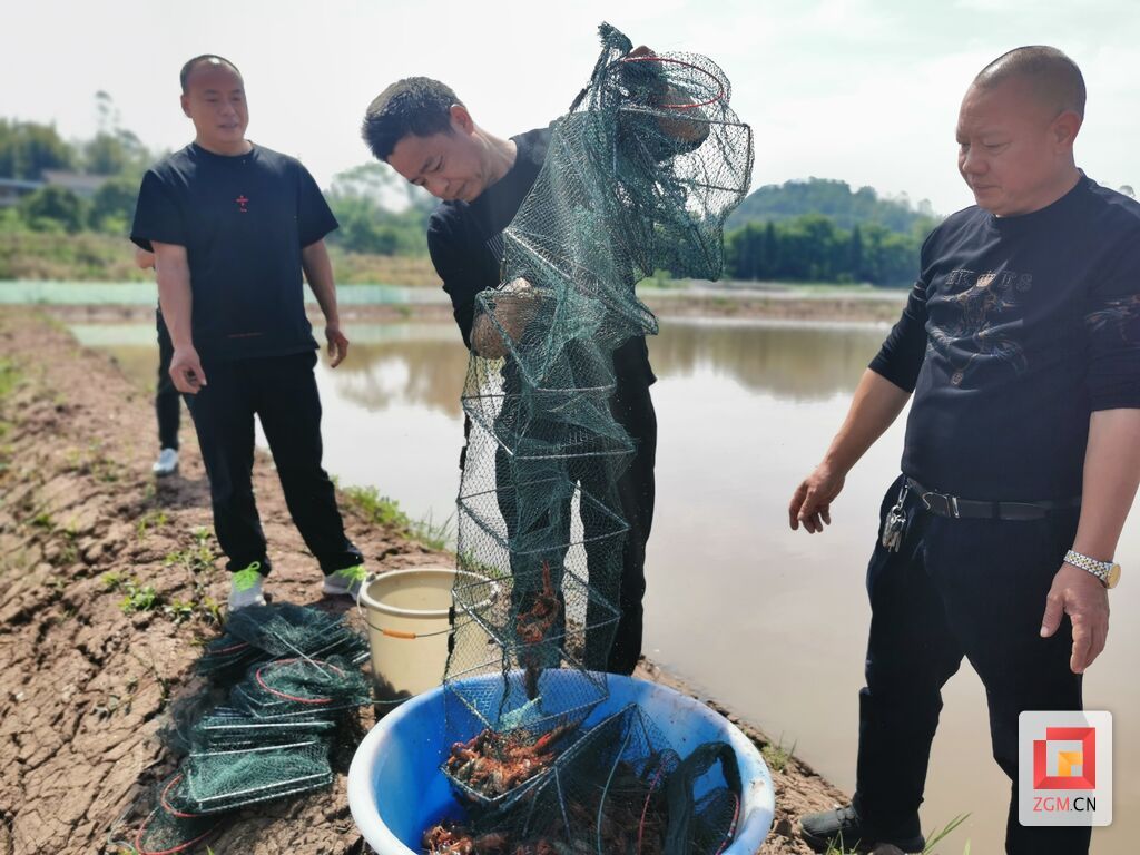 丁念洪正在收获龙虾.jpg