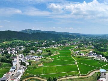 古佛镇“中稻+再生稻”亩产瞄准1000公斤