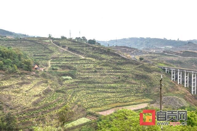 白坡村通過(guò)招商引資治理荒山。圖為整治好的荒山。（周航宇攝）.JPG
