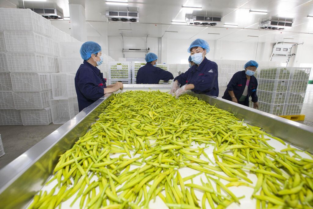 山西大同:黄花加工企业工人正在烘干黄花