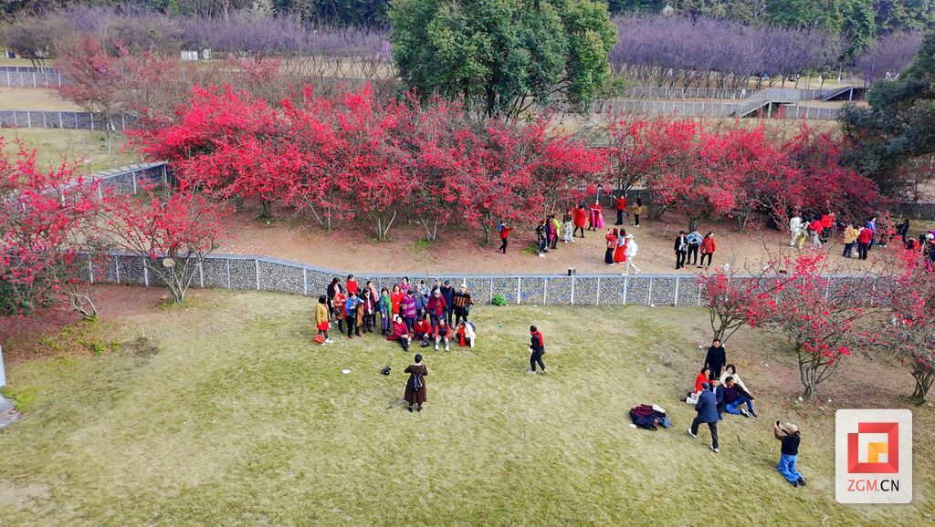市民相約鹽都植物園看三角梅.jpg