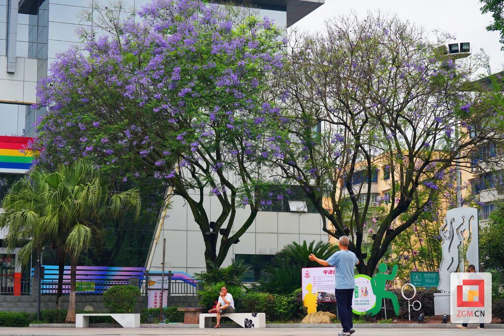 蓝花楹树下锻炼的市民.jpg