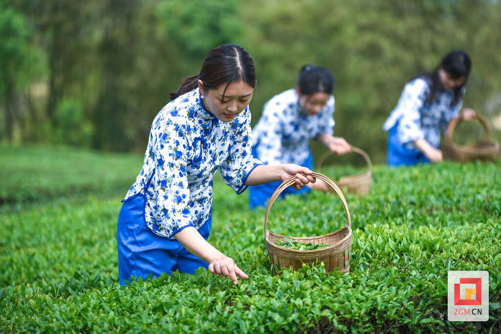 一洞桥村的姑娘们正在采茶