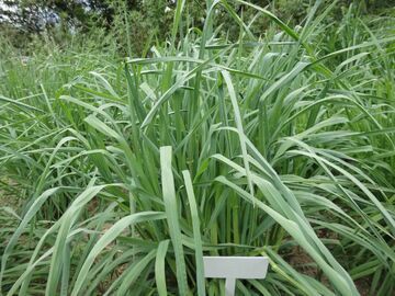 一把野草的17年蜕变！甘孜“川西鸭茅”通过国家审定 破解高寒牧区冬春缺草难题