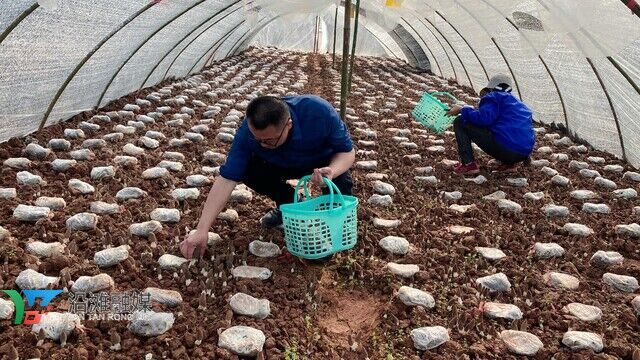 羊肚菌采收照片.jpg