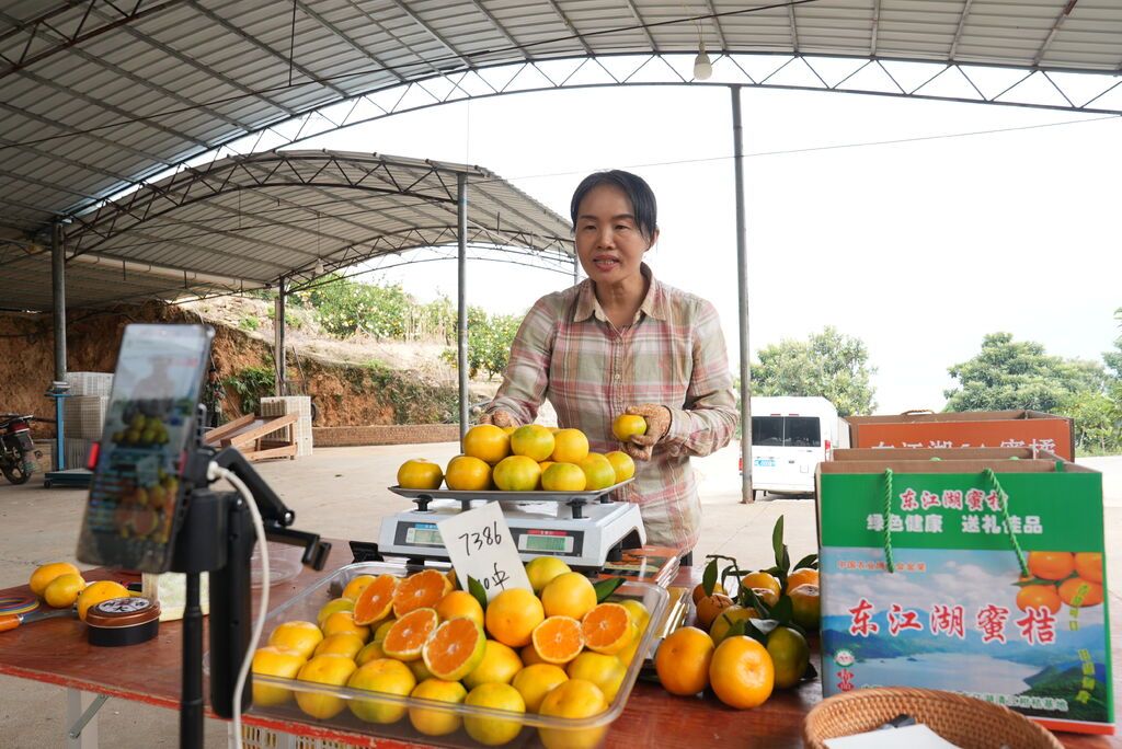 刘丽在直播卖东江湖蜜橘。 罗泽辉 摄.JPG