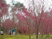 荣县赏樱地图更新