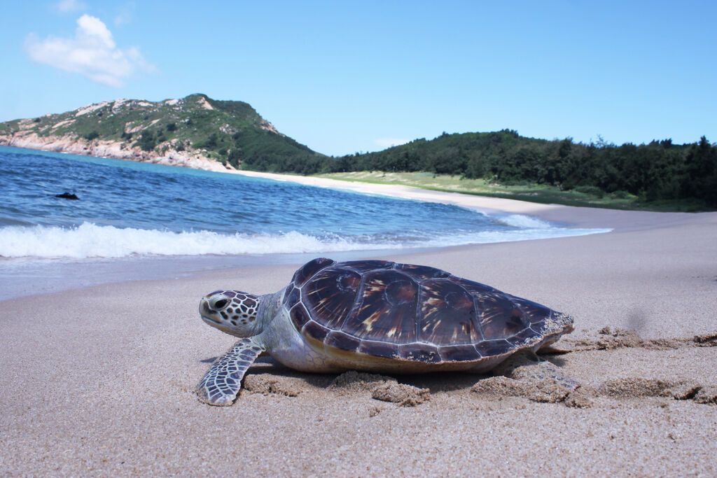 图14：在惠州海龟湾，一只海龟奔向大海.JPG