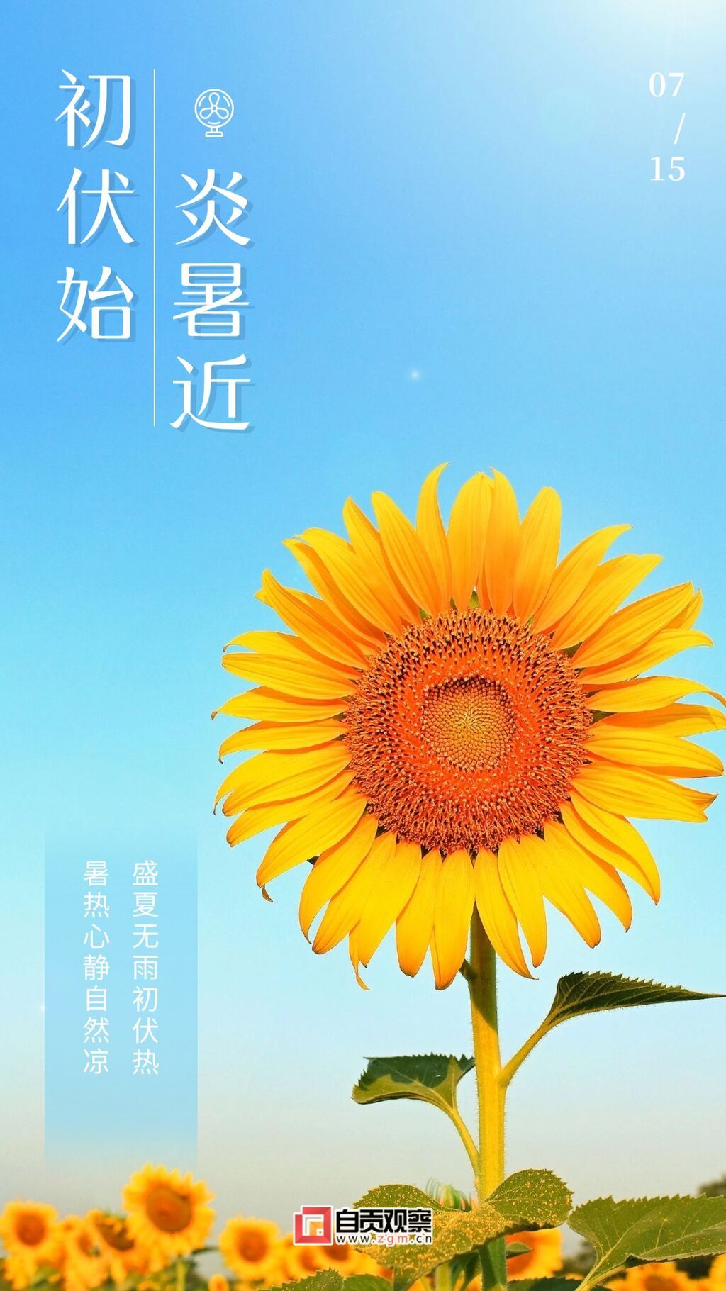 初伏實(shí)景風(fēng)向日葵三伏天問候 (1).jpg