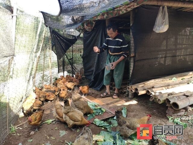 程孝荣给鸡喂食.jpg