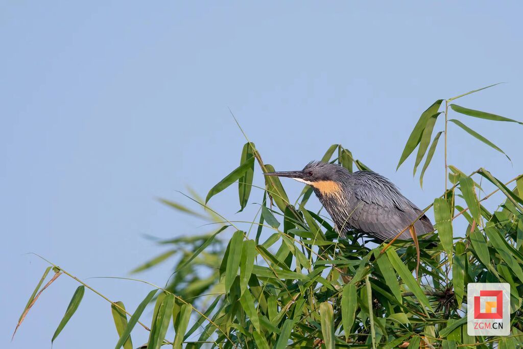 黑鳽，發(fā)現(xiàn)人：劉偉軍.jpg