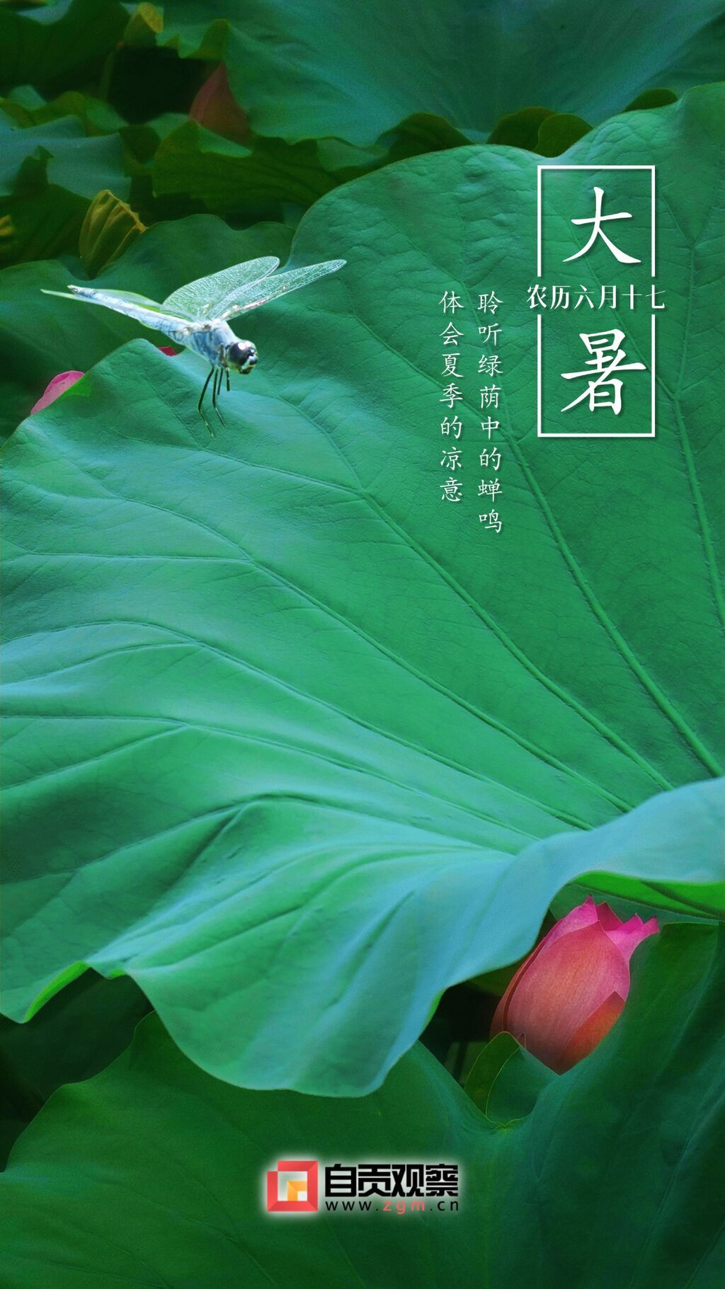大暑企業(yè)商務(wù)玻璃風(fēng)節(jié)氣祝福全屏豎版海報(bào).jpg