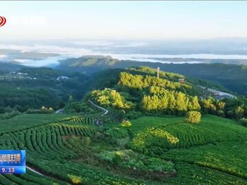 我的乡村超安逸·一线调研行丨巴中云顶茶村：一茶兴三产 一叶富全村