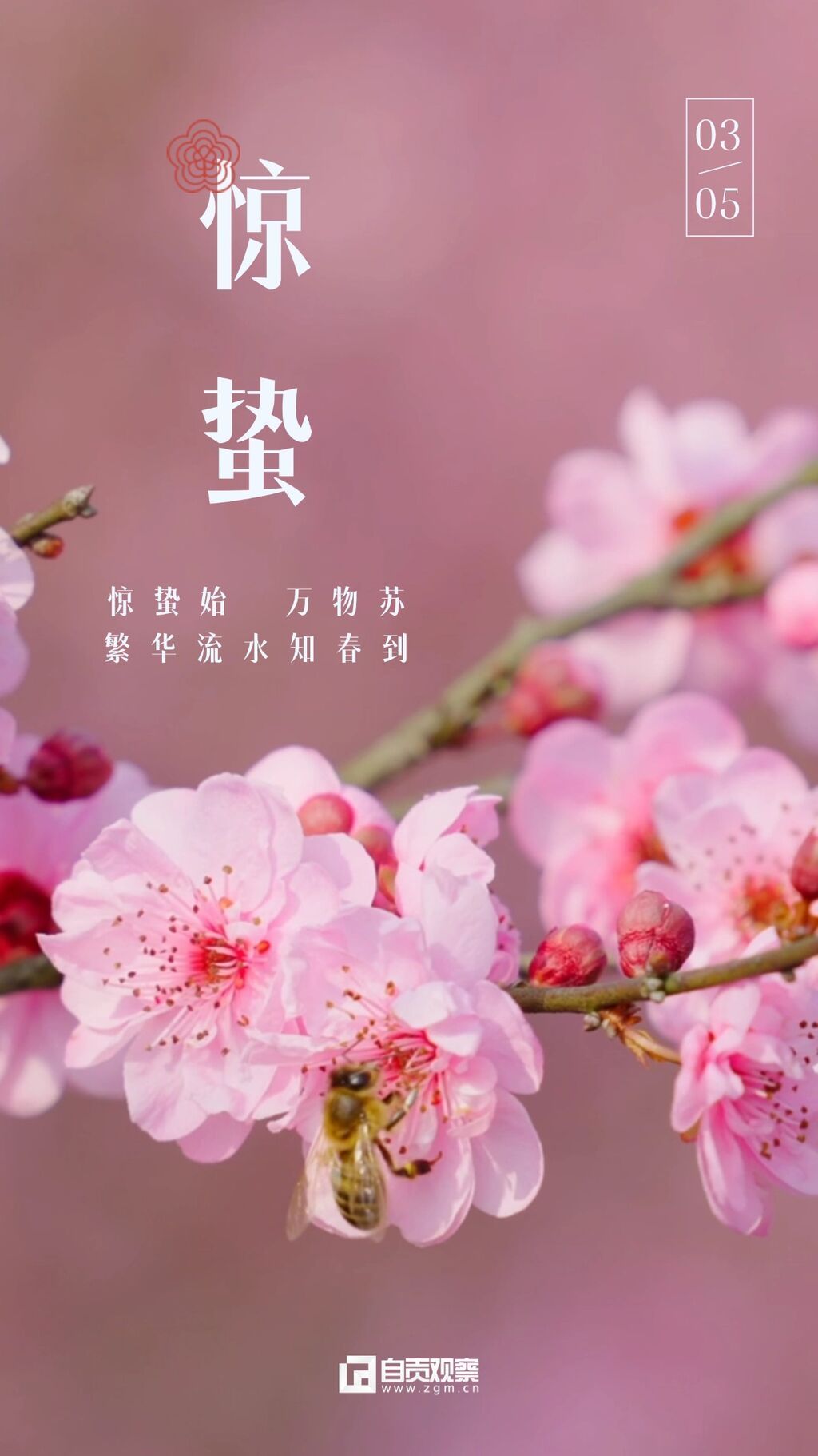 驚蟄節(jié)氣祝福手機海報.jpg