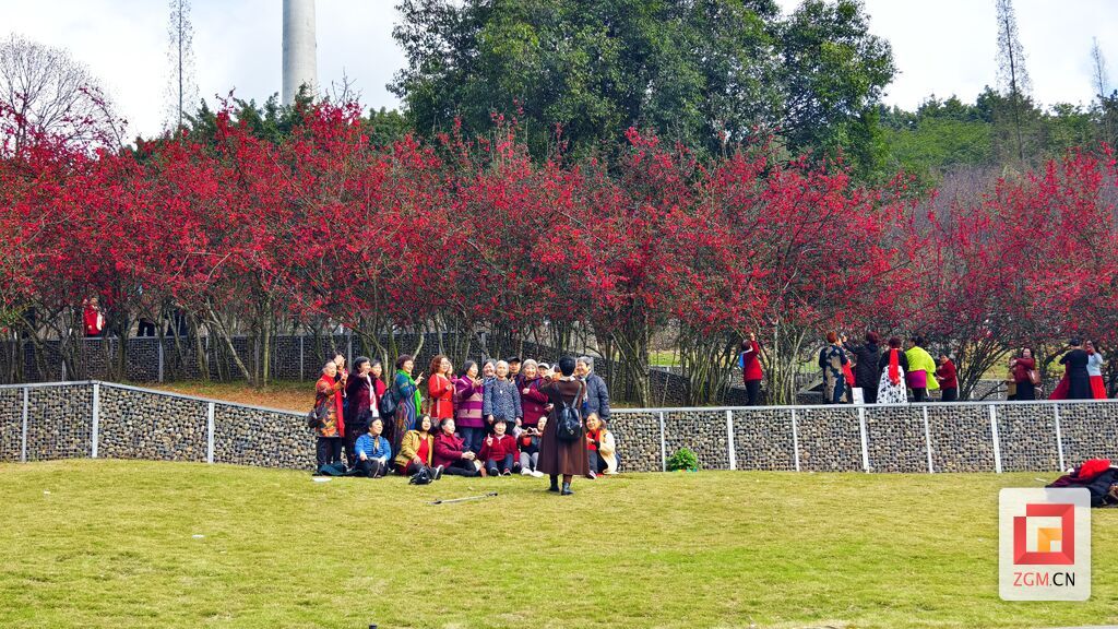 鹽都植物園市民與三角梅合影.jpg