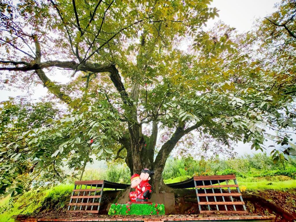 百年核桃树 (1).jpg