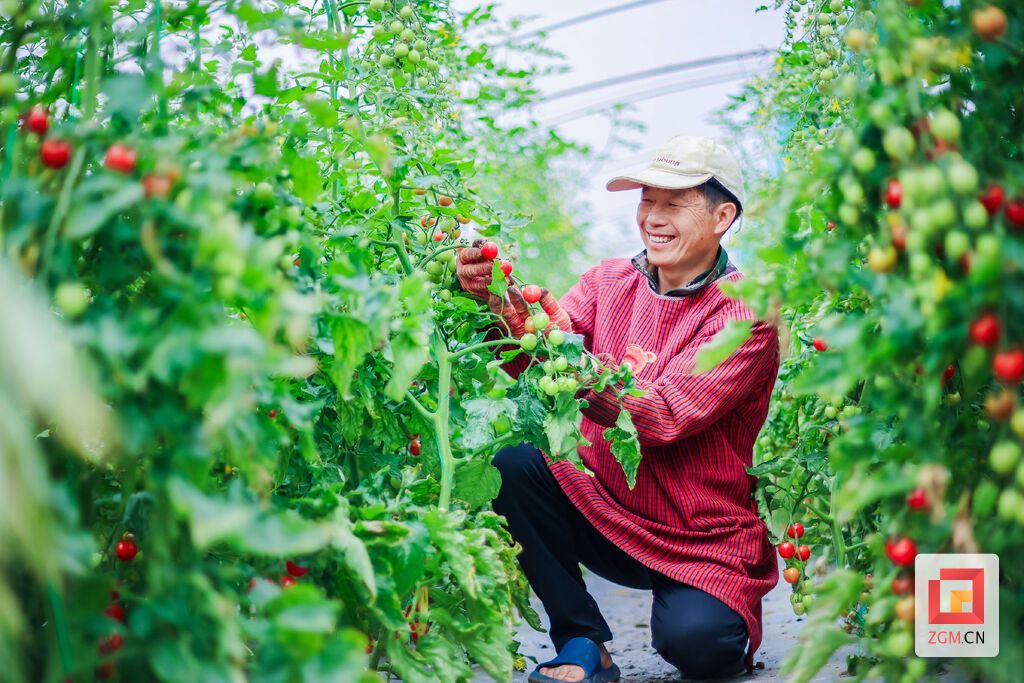 大鹏番茄硕果盈枝,农户采摘忙,特色种植产业铺就乡村致富路 记者 宋姿熠 摄.jpg