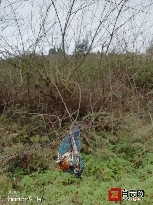 捕鸟网上缠着已经死去的小鸟.jpg