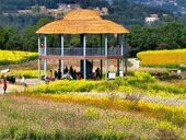 正安穹窿花田宾客盈门