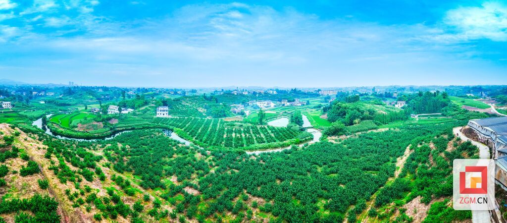 观音村产业多点开花。图为藤椒种植基地。宋姿熠摄.jpg