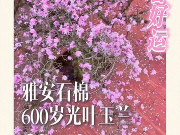 见者好运！雅安600岁光叶玉兰绽放，愿你历经岁月依旧繁花