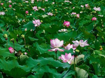 【图赏盐都】铺碧叠翠 荷香染夏