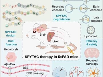 阿尔茨海默病治疗新策略！我国科学家开发新型靶向蛋白降解技术