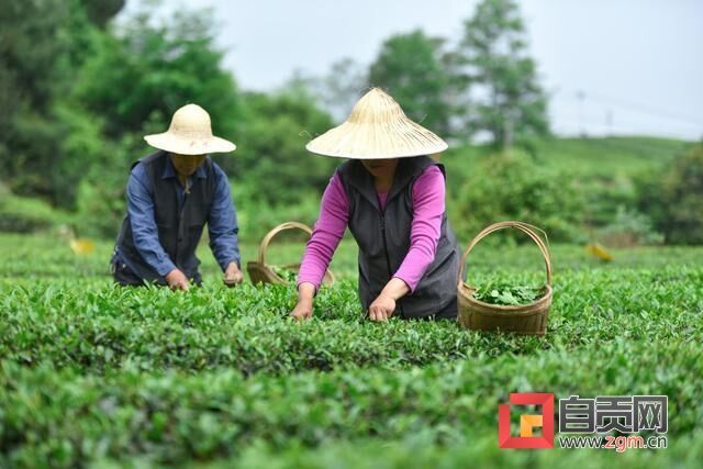 茶农采收鲜茶（周航宇摄）.JPG