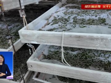 自贡新闻｜万物初盈蚕事盛 校地携手话振兴