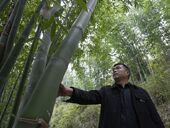 八千亩竹海藏“发展密码” 