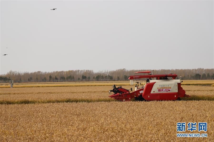 在黑龙江垦区七星农场举办的农机无人驾驶作业演示会现场，一台无人驾驶收割机在稻田内演示收割作业（2020年10月11日摄）。新华社记者 孙晓宇 摄